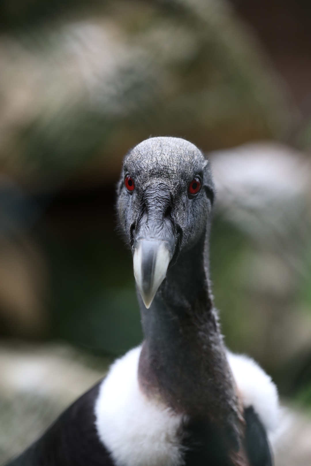 Femelle Condor des Andes au Puy du Fou 