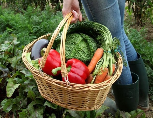légumes en filières courtes