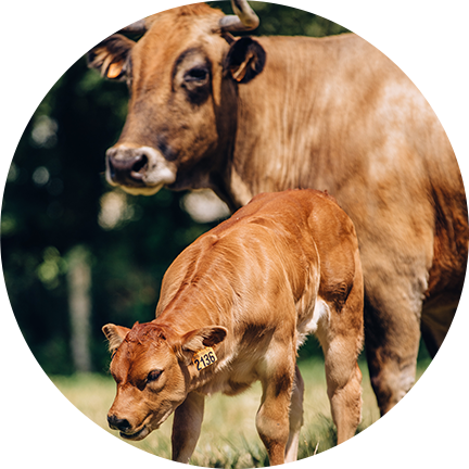 Cerise et Utah, deux vaches maraichines du Conservatoire Animal du Puy du Fou