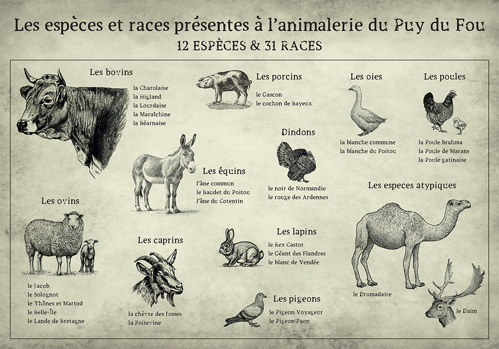 Les différentes espèces et races que l'on retrouve au Conservatoire Animal du Puy du Fou