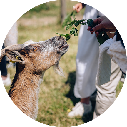 Pépette, chèvre des fossés du Conservatoire Animal du Puy du Fou
