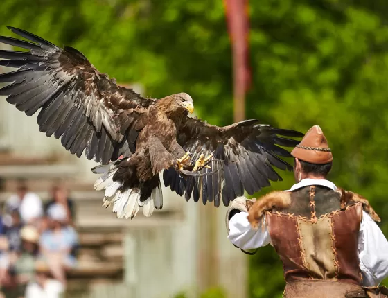 Aigle dans le spectacle “Le Bal des Oiseaux Fantômes”.