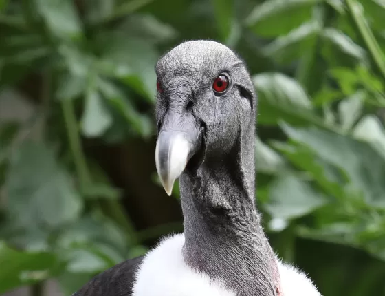 Condor des Andes de l'Académie de Fauconnerie du Puy du Fou