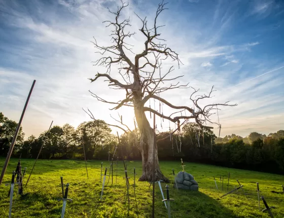 Arbre-épée-Exkalibur-Puy-du-Fou