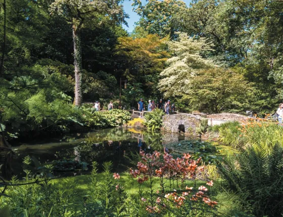 Foret au Puy du Fou