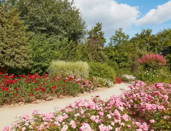 Les roses dans la "Roseraie de Ronsard" 