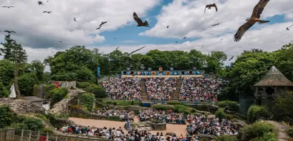 Les oiseaux volent au cœur de la tribune du spectacle "Le Bal des Oiseaux Fantômes"