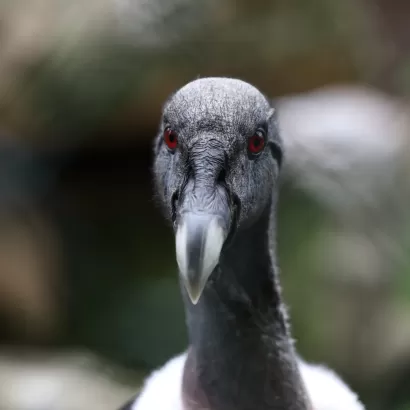 Femelle Condor des Andes au Puy du Fou 