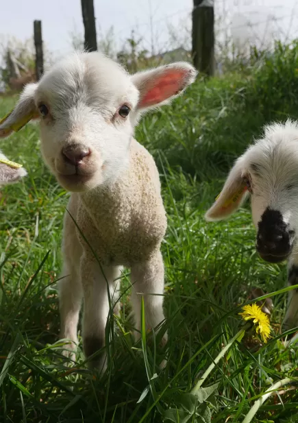 Agneaux du Conservatoire Animal