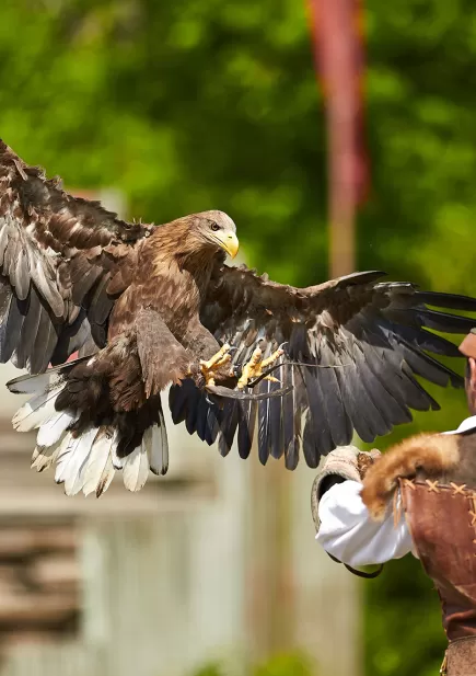 Aigle dans le spectacle “Le Bal des Oiseaux Fantômes”.