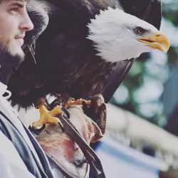@photopuydufou - #puydufou #puydufoupark #meilleurparcdumonde #aigle #aigleroyal #oiseaux #fauconnier