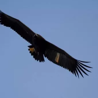 engagement conservation puy du fou