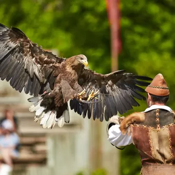 Oiseau du bal des fantômes