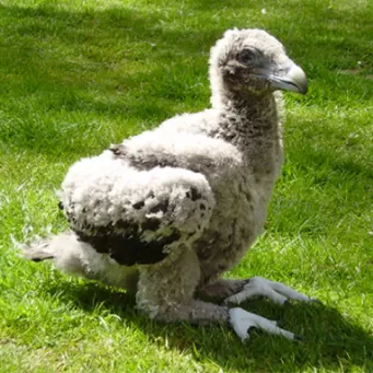 Gypaète barbu, nommé Calcé et né au Puy du Fou le 1er Avril 2007