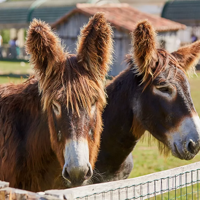 Baudets du Poitou au Puy du Fou, animaux idéaux pour plaire aux enfants lors de votre visite sur le parc.