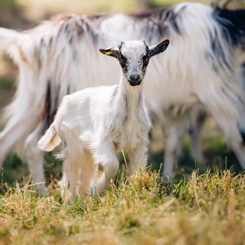 Chevreau du Conservatoire Animal, naissance au Puy du Fou
