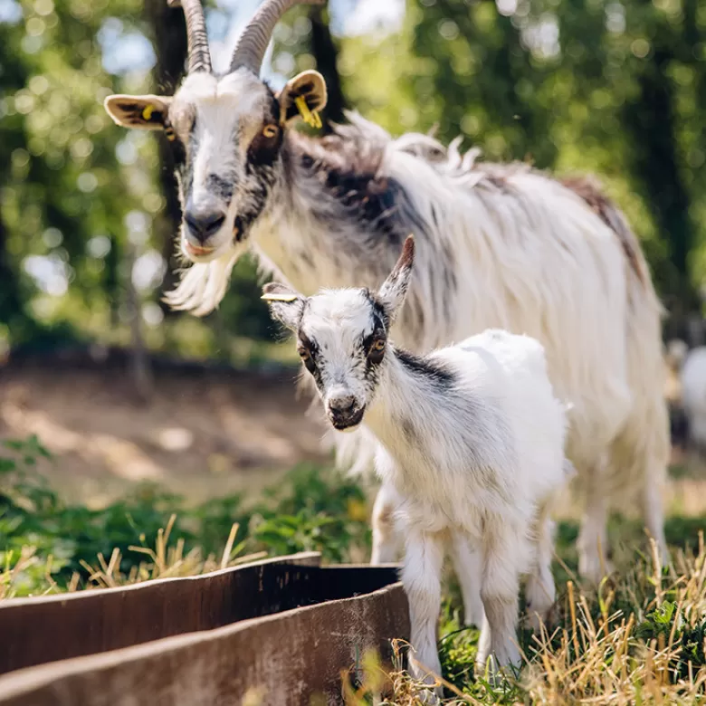 Les engagements bien-être animal du Puy du Fou