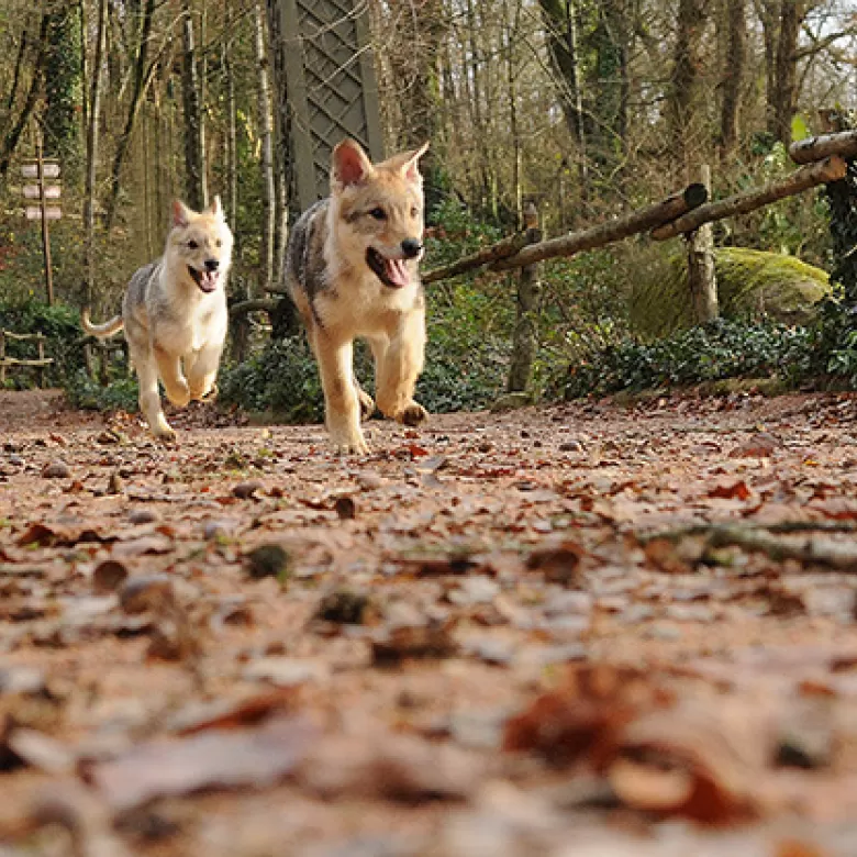 Chien-loups des vikings qui courent dans le parc
