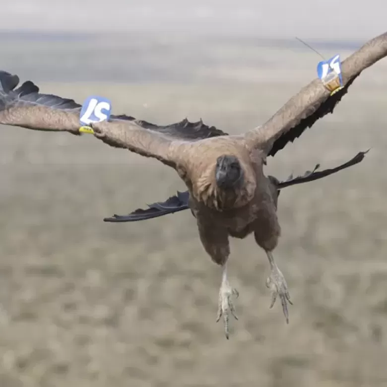 Ayni premier Condor des Andes réintroduit ; Puy du Fou 