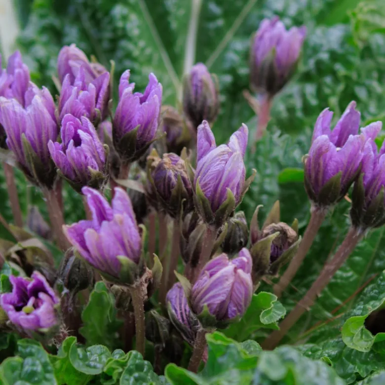 Fleurs violettes