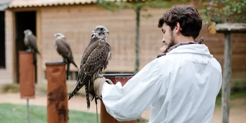 Un fauconnier de l’Académie de Fauconnerie avec l’un de ses oiseaux