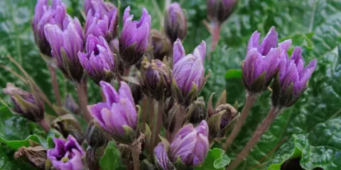 Plantes utilisées par Morgane pour pratiquer sa magie