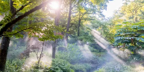 Foret au Puy du Fou