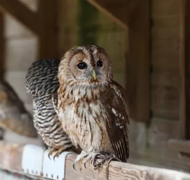Le Voyage au Cœur de la Fauconnerie