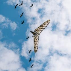 bal des oiseaux fantômes